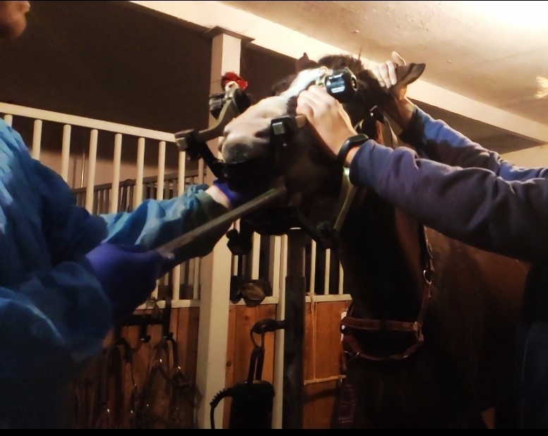 Piłowanie zębów u konia